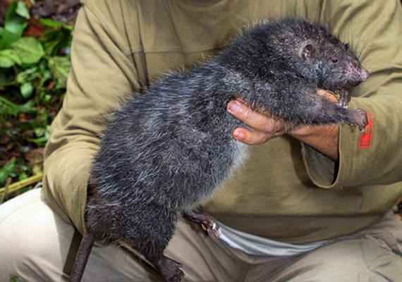 Самые большие крысы на земле Где водится животные похожие на гигантских крыс